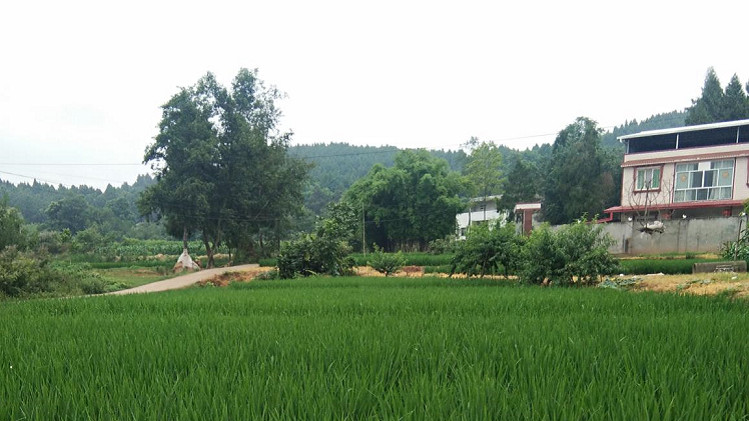 光銘防輻射工程帶你走入新農(nóng)村、走進大自然